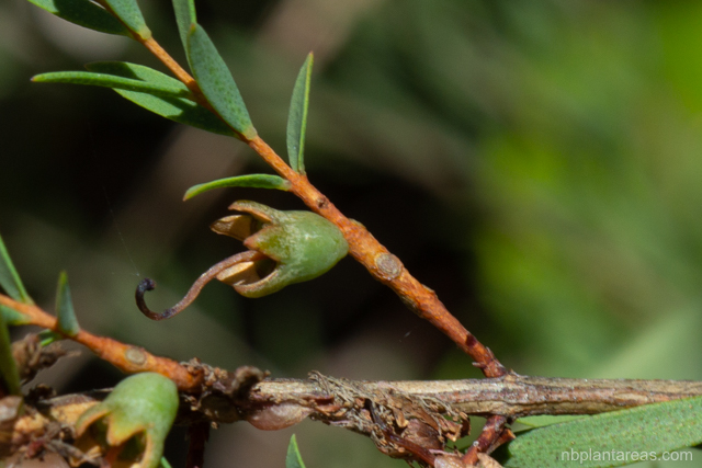 Melaleuca thymifolia