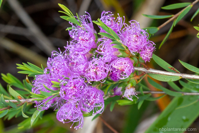 Melaleuca thymifolia