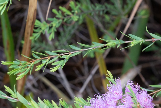 Melaleuca thymifolia