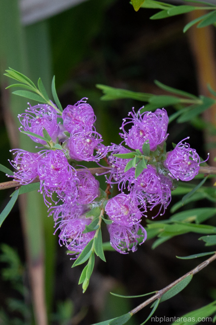 Melaleuca thymifolia