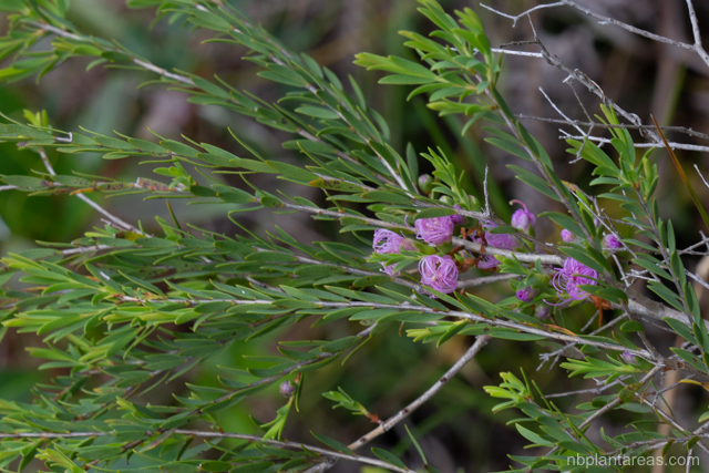 Melaleuca thymifolia