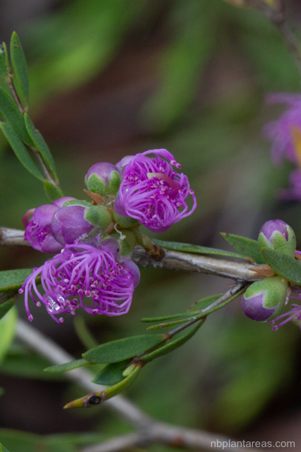 Melaleuca thymifolia