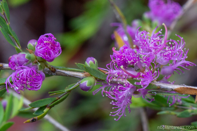 Melaleuca thymifolia