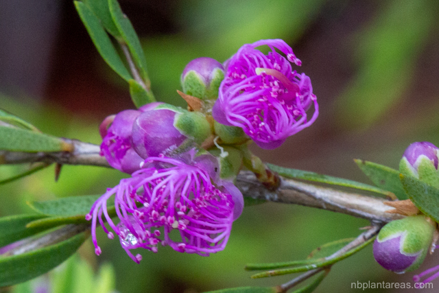Melaleuca thymifolia