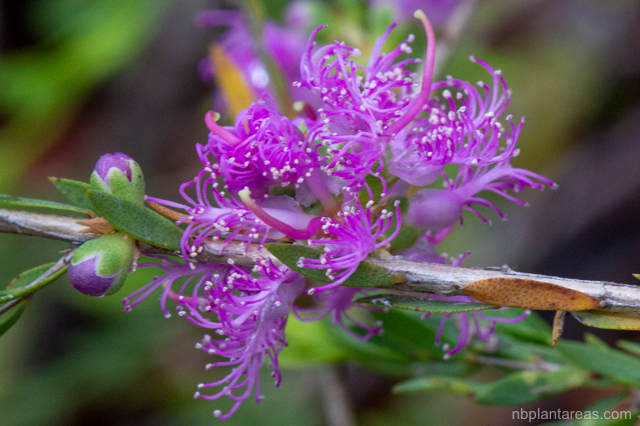 Melaleuca thymifolia