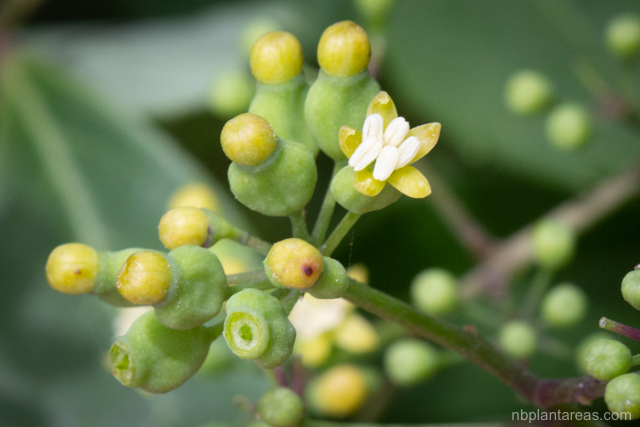Polyscias sambucifolia