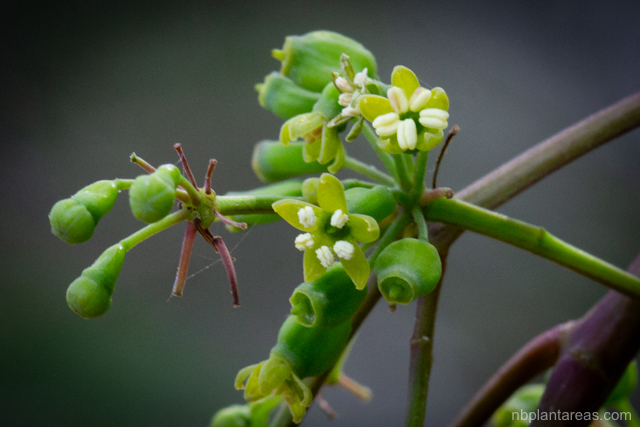 Polyscias sambucifolia