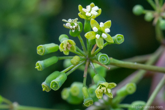 Polyscias sambucifolia