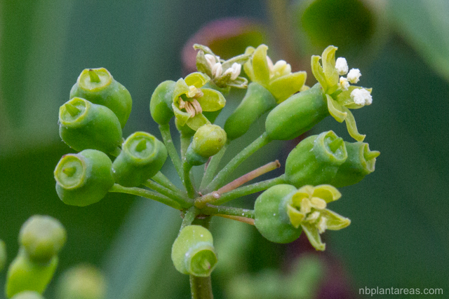 Polyscias sambucifolia