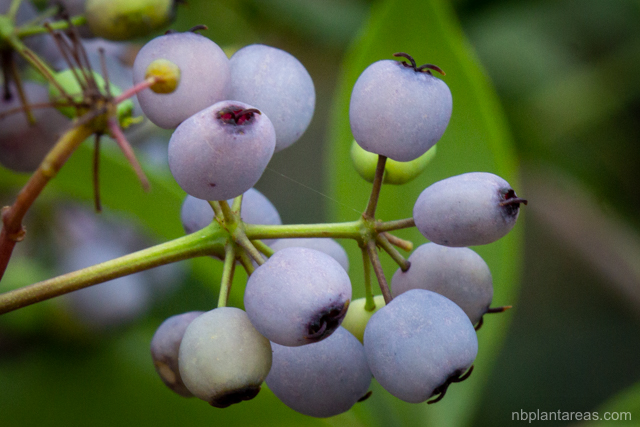 Polyscias sambucifolia