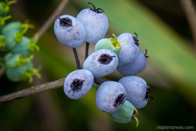 Polyscias sambucifolia