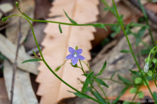 Wahlenbergia gracilis