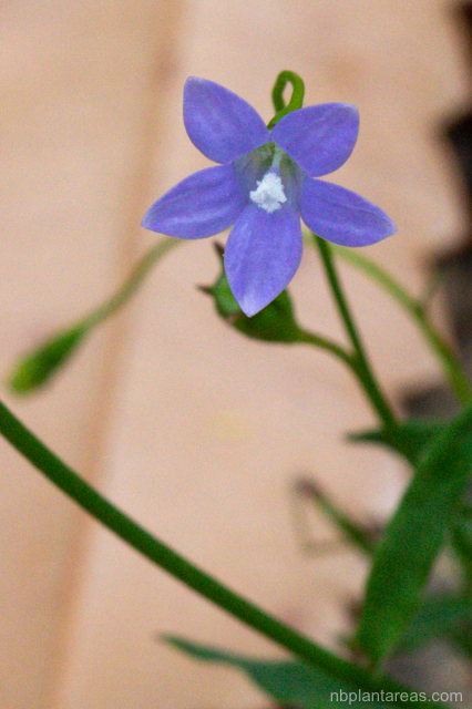 Wahlenbergia gracilis