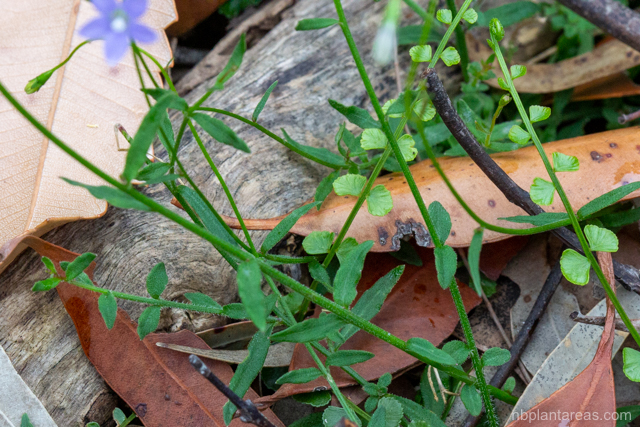 Wahlenbergia gracilis