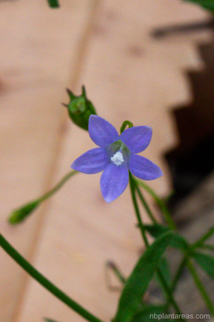 Wahlenbergia gracilis
