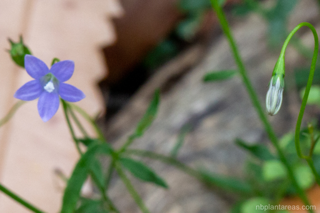 Wahlenbergia gracilis
