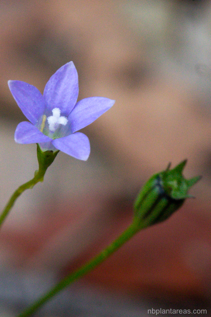 Wahlenbergia gracilis