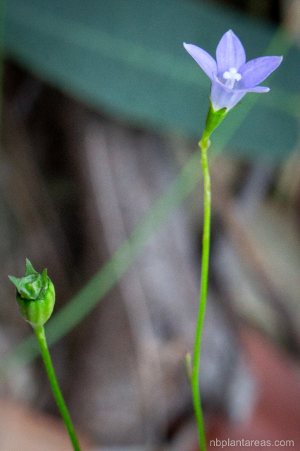 Wahlenbergia gracilis