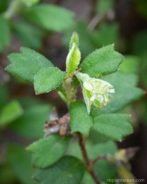 Xanthosia tridentata