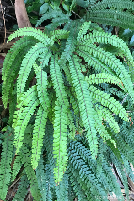 Adiantum hispidulum