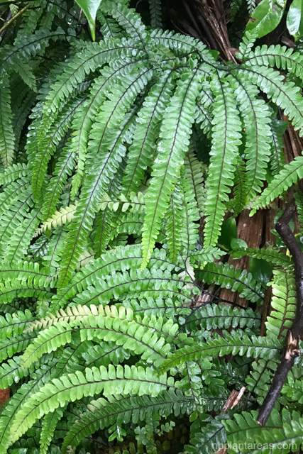 Adiantum hispidulum