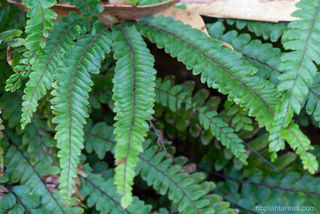 Adiantum hispidulum