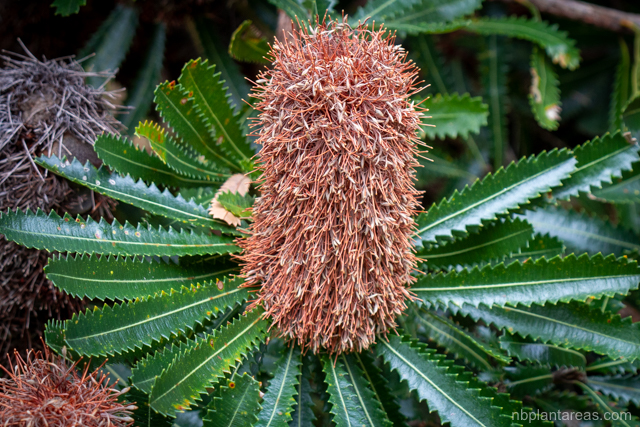 Banksia aemula