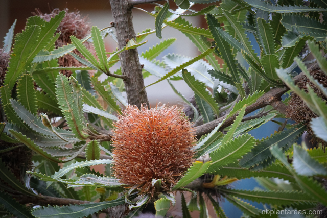 Banksia aemula