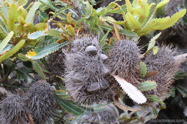 Banksia aemula