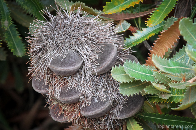 Banksia aemula