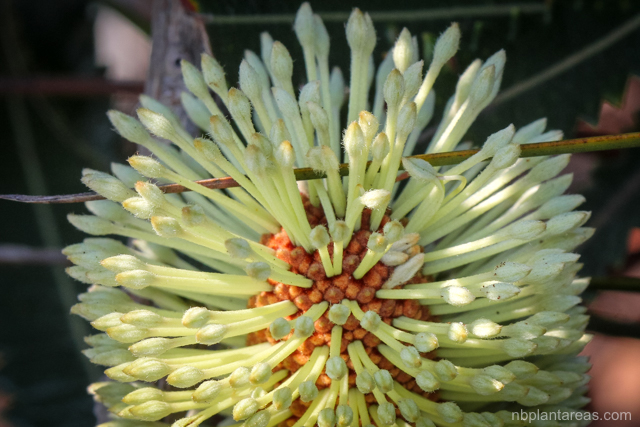 Banksia aemula