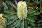 Banksia aemula