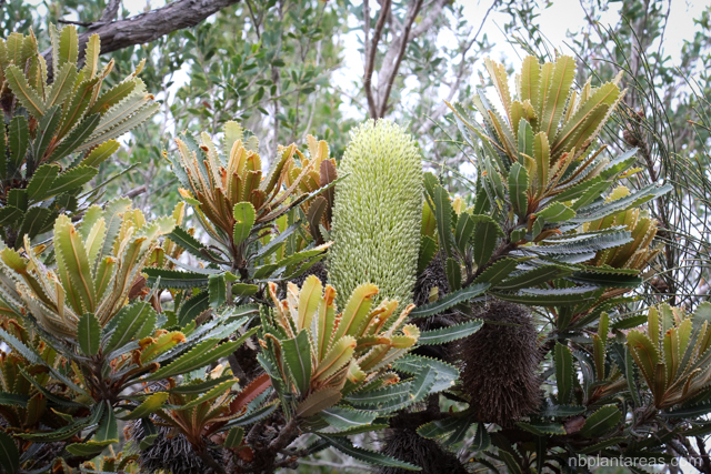 Banksia aemula
