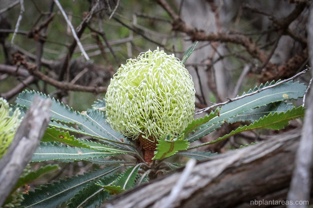 Banksia aemula