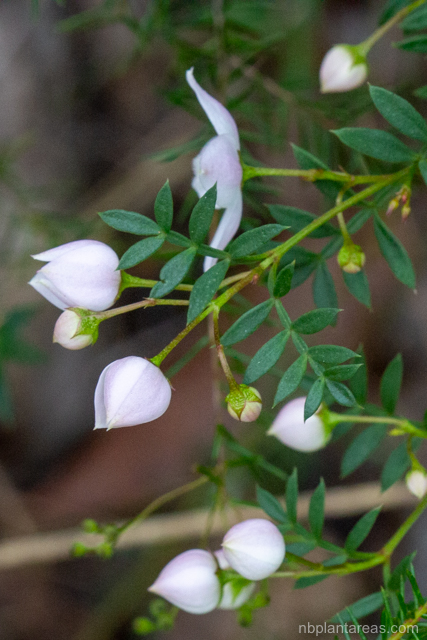 Boronia floribunda