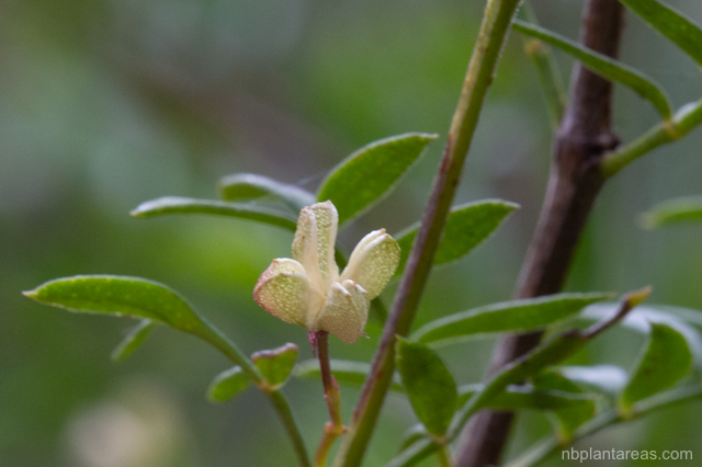 Boronia floribunda