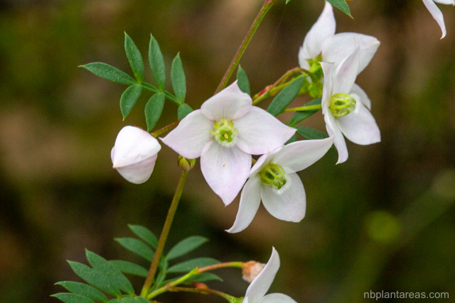Boronia floribunda
