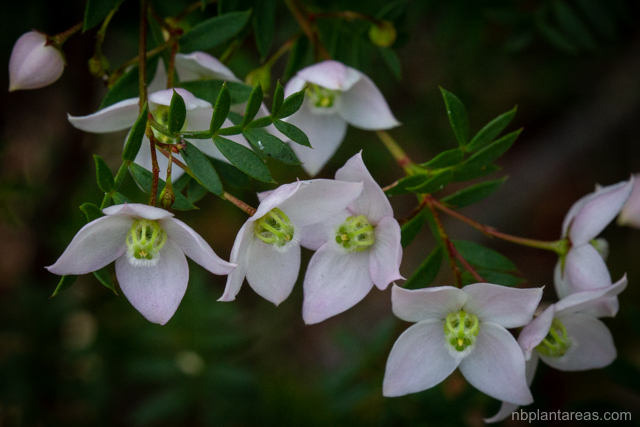 Boronia floribunda