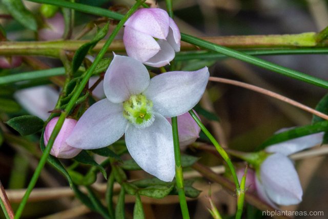 Boronia floribunda