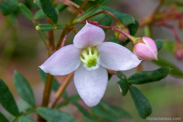 Boronia floribunda