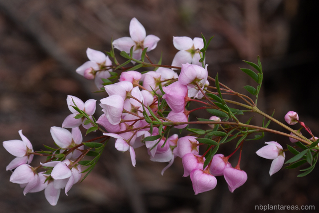Boronia floribunda