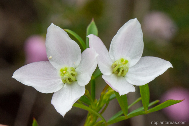 Boronia floribunda