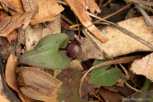 Corybas unguiculatus