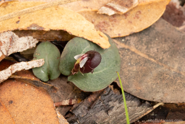 Corybas unguiculatus