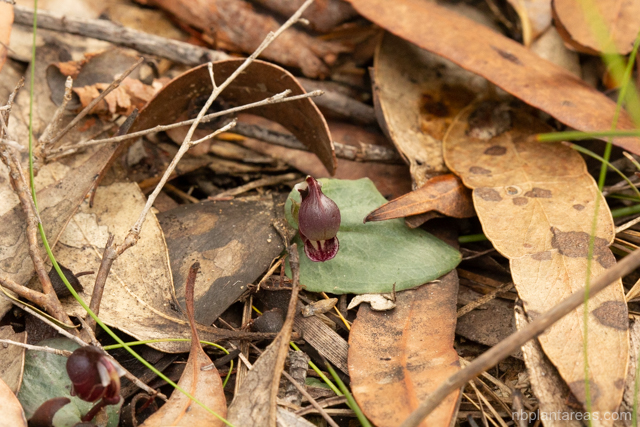 Corybas unguiculatus