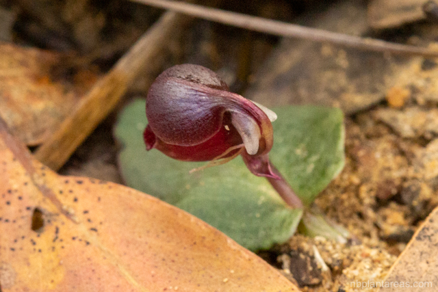 Corybas unguiculatus