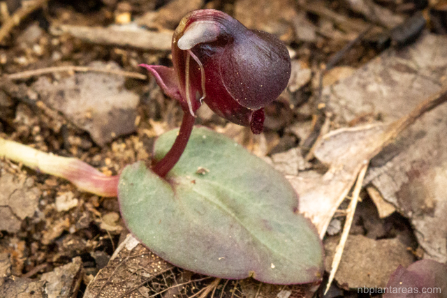 Corybas unguiculatus