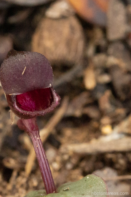 Corybas unguiculatus