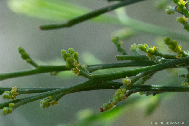 Exocarpos cupressiformis