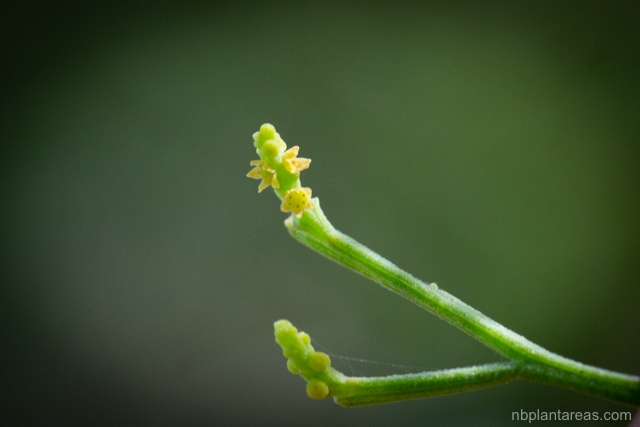 Exocarpos cupressiformis